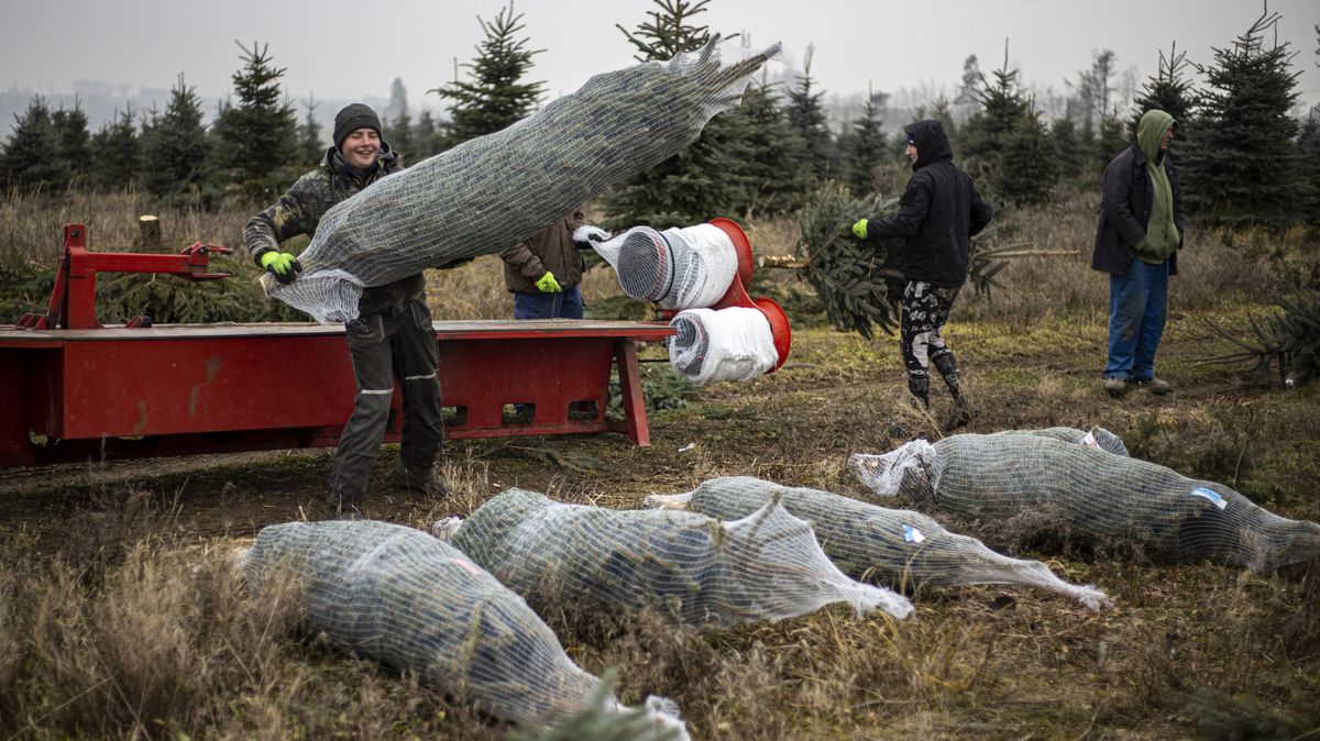 Obrazem: Tady se řežou stromky pro Štědré dny v celém Česku
